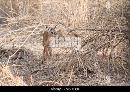 Impala (Aepyceros melampus), Jungkalb. Die Mutter weidete in der Nähe. Stockfoto