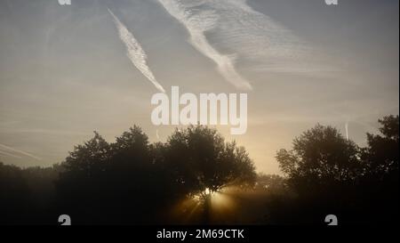 Die Sonne blickte durch Bäume an einem frostigen Morgen Stockfoto