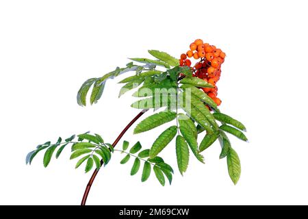Zweig des Rowan-Baumes auf weiß isoliert Stockfoto
