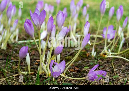 Kolchicum-Blumen blühen an einem Herbsttag Stockfoto