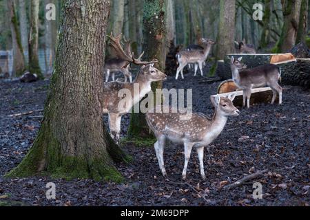 Herde von Damwild auf dem Aussichtspunkt in einem schlammigen Wald im Winter, die sich etwas ansehen. Stockfoto