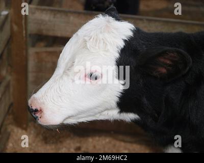 Fresian Hereford Cross Kalb Stockfoto