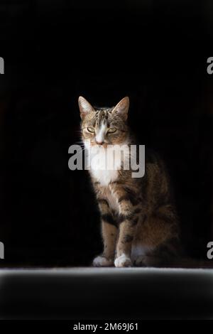 Schwarz beige und weiße Katze, die in die Kamera schaut – schwarzer Hintergrund Stockfoto