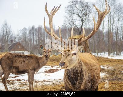 Schönes Paar weiblicher und männlicher erwachsener Rotwild, Hirsch oder hart, mit großem Horn, das in einem kalten Winter auf einem Feld mit Schnee, trockenem Gras und Moos frei herumläuft Stockfoto