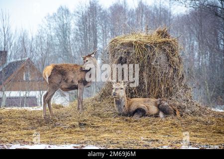 Ein wunderschönes Paar junger männlicher und weiblicher Rotwild ruht in der Nähe eines Heuballs in der Nähe eines Dorfes auf dem Land auf einem Feld mit Schnee, trockenem Gras und Mo Stockfoto