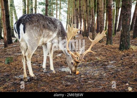 Ein hübscher Mann von europäischem Damhirsch oder Buck mit einem großen Horn, der an einem kalten Wintertag im Wald zwischen Bäumen eine Karotte isst Stockfoto