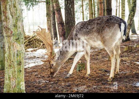 Ein hübscher Mann von europäischem Damhirsch oder Buck mit einem großen Horn, das an einem kalten Wintertag im Wald zwischen Bäumen weidet Stockfoto