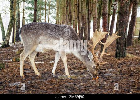 Ein hübscher Mann von europäischem Damhirsch oder Buck mit einem großen Horn, der an einem kalten Wintertag im Wald zwischen Bäumen eine Karotte isst Stockfoto