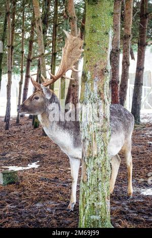 Ein hübscher Mann von europäischem Damhirsch oder Buck mit einem großen Horn, das an einem kalten Wintertag im Wald zwischen Bäumen weidet, vertikal Stockfoto