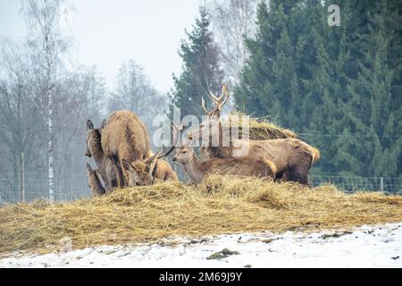 Gruppe von wunderschönen jungen und erwachsenen Rotwild, die in einem kalten Winter in der Nähe eines Heuballs auf einem Feld mit Schnee, trockenem Gras, Moos und Wald grasen Stockfoto