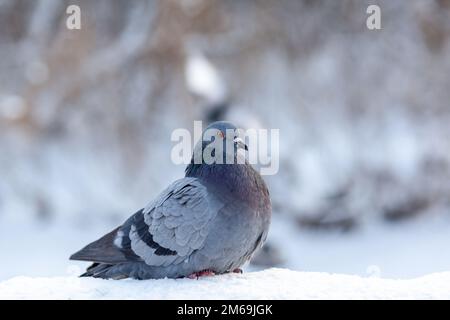 Eine wunderschöne Taube sitzt im Winter in einem Stadtpark im Schnee. Nahaufnahme von Tauben im Winter auf dem Platz im Park. Vögel in der Kälte warten auf uns Stockfoto