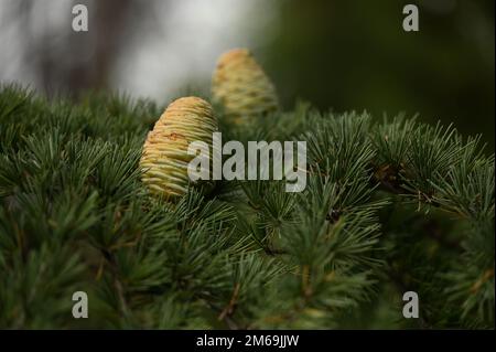 Himalaya-Zedern oder Deodar-Zedern mit Zapfen Stockfoto