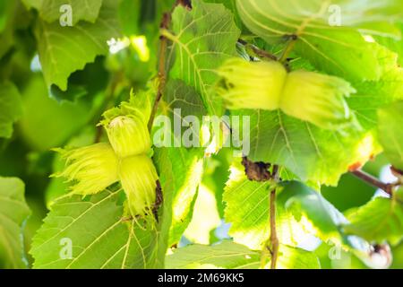 Junge Haselnüsse, grüne Haselnüsse, wachsen auf einem Baum, Stockfoto