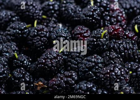 Maulbeerhintergrund. Frische Mulberrys, Draufsicht. Schwarze Beeren im Hintergrund. Stockfoto