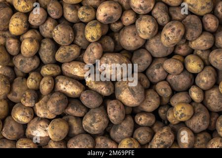 Großer Haufen Kartoffeln auf dem Markttisch. Hintergrund der Speisen. Kartoffelerntekonzept Stockfoto