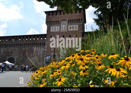 Blick auf den Haupteingang des Castello Sforzesco in Mailand - den Filarete-Turm. Wunderschöne schwarze-Augen-Susan oder Rudbeckia hirta gelbe Blumen davor. Stockfoto