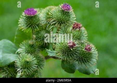 Eine Kletterpflanze in der Sommersonne mit geringer Feldtiefe, Stockfoto