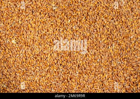 Hintergrund von hartroten Winterweizenkörnern. Stockfoto