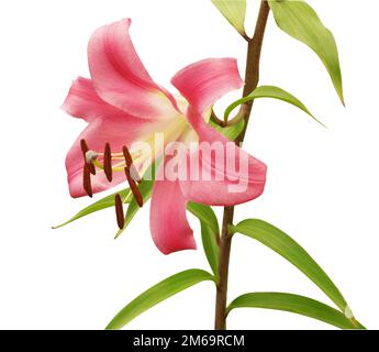 Rosa Lily auf Stem Stockfoto