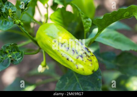 Paprika anbauen auf einem Bauernhof. Stockfoto