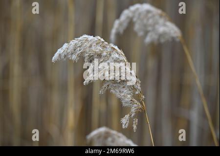Gefrorenes Schilf (Phragmites australis) im Winter Stockfoto