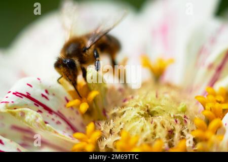 Biene auf Blume sammelt Nektar, Nahaufnahme Makroaufnahme. Stockfoto