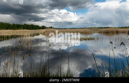 Frühlingslandschaft mit einem entwickelten Moorsee, sumpfigen Wiesen und Mooren wunderbare Cumuluswolken und Reflexionen im Wasser, Sedas Heide, Lettland Stockfoto