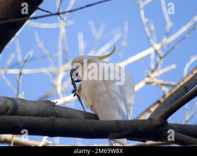 Schwefel crested cockatoo Stockfoto