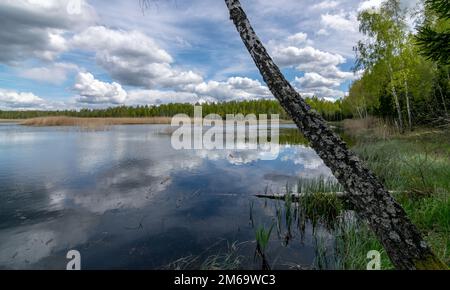 Frühlingslandschaft mit einem entwickelten Moorsee, sumpfigen Wiesen und Mooren wunderbare Cumuluswolken und Reflexionen im Wasser, Sedas Heide, Lettland Stockfoto