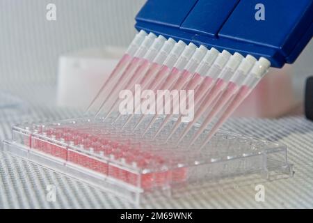 Pipettierversuch Stockfoto