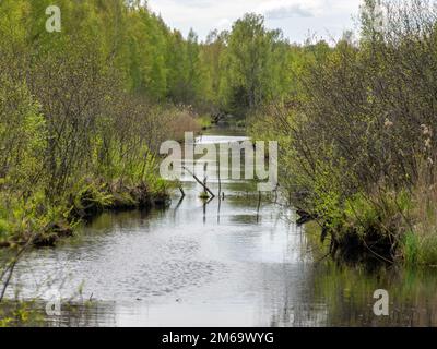 Frühlingslandschaft mit einem entwickelten Moorsee, sumpfigen Wiesen und Mooren wunderbare Cumuluswolken und Reflexionen im Wasser, Sedas Heide, Lettland Stockfoto