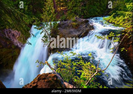 Sahalie Falls am McKenzie River im Willamette National Forest, Oregon Stockfoto