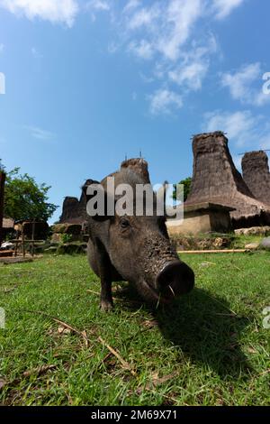 Ein Schwein grast vor traditionellen Häusern in der Nähe von Ratenggaro. Stockfoto