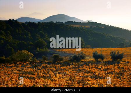 Mt. Ventoux, Beaumes-de-Venise, Provence, Frankreich Stockfoto