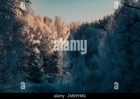 Morgenlichter erleuchten eine Lichtung in einem schneebedeckten Wald Stockfoto