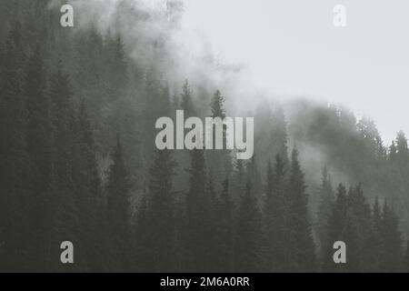 Fichtenwald auf einem Hügel im Morgenherbstnebel. Minimalistischer Naturhintergrund Stockfoto