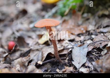 Betrüger, Laccaria laccata, Pilze auf dem Waldboden Stockfoto