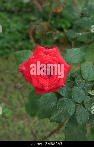 Regentropfen auf der roten Rose Stockfoto