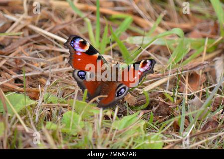 Peacock Butterfly, aglais io, ruht auf Gras und Stroh Stockfoto