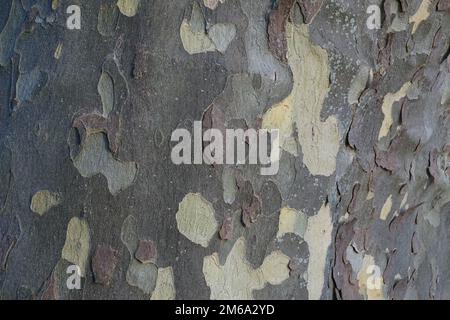 Baumrindensikamore aus der Nähe Stockfoto