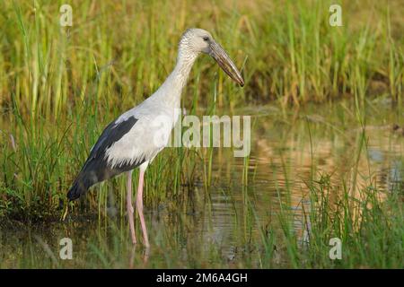Asiatischer Openbill Stork Stockfoto
