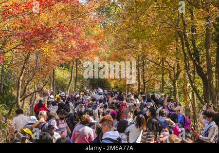 Besucher besuchen Tai Tong Sweet Gum Woods im Süden von Yuen Long und im Norden des Tai Lam Chung Reservoir. Von Ende November bis Januar färben sich die süßen Gummiholzblätter rot. 27DEC22 SCMP/Sam Tsang Stockfoto