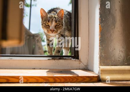 Beige, schwarz-weiße Katze, die sich durch eine offene Tür in den Raum schleicht Stockfoto