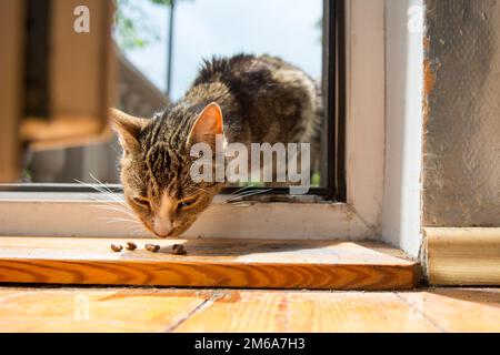 Beige, schwarz-weiße Katze, die durch eine offene Tür ins Zimmer schleicht und Katzenfutter isst Stockfoto