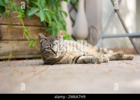 Gestreifte graue Katze, die auf der Seite auf einem Deck liegt - Schnittnarbe am linken Ohr Stockfoto