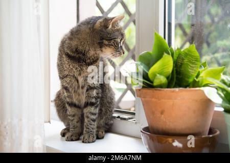 Wunderschöne gestreifte graue Katze, die auf einem Fensterbrett eines offenen Fensters sitzt Stockfoto
