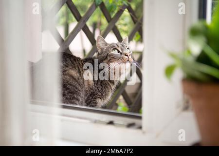 Wunderschöne gestreifte graue Katze, die vor einem offenen Fenster sitzt und nach oben schaut Stockfoto