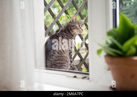 Wunderschöne gestreifte graue Katze, die vor einem offenen Fenster sitzt und etwas ansieht Stockfoto