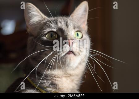 Eine wunderschöne graue Tabby-Katze, die nach oben schaut, mit ihren grauen Whiskern, die aus ihrem Gesicht ragen Stockfoto