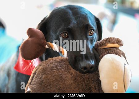 Der niedliche schwarze Labrador hält ein Stofftier im Mund Stockfoto